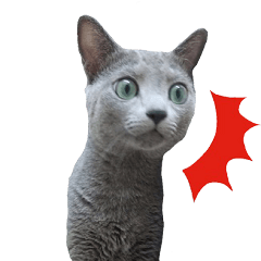 MY TORO CAT(CHINESE)