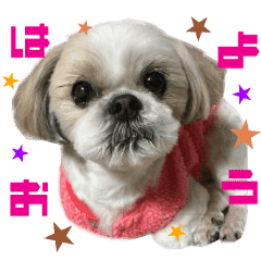 Real DOG Shih Tzu