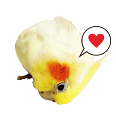 A Cute Cockatiel