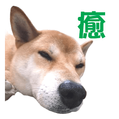 A-chan of Shibainu 9(Healing)