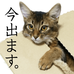 -Live action version-Somari no Gachan