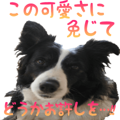 The Border Collie Hitomi's feeling.