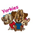 Pretty Yorkies