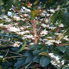 Quan Xin coffee farm