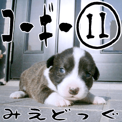 MIEDOG Welsh Corgi Cardigan sticker 11