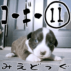 MIEDOG Welsh Corgi Cardigan sticker 11