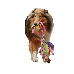 rough collies love 1