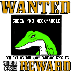 Green Anole of the nuisance