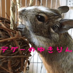 degu yukirin