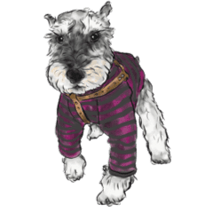 Miniature Schnauzer - by Harry