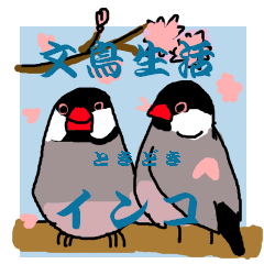 Everyday javasparrow and Parakeet 4