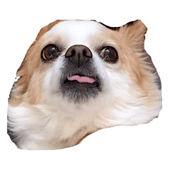 chihuahua verycute sticker