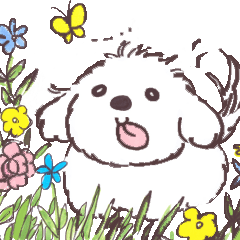 My sweet bichon frise