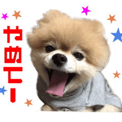 Real DOG Pomeranian -BOO-2