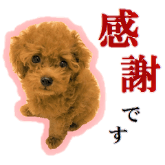 Toy Poodle Lion 5