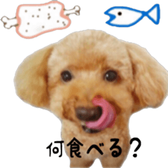Poodle Sticker Choco