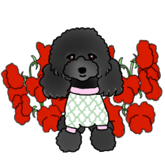 COO-chan 2 : Black Toy Poodle