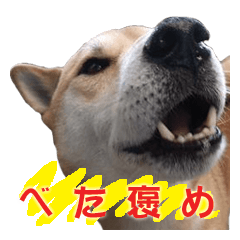 A-chan of Shibainu 10(Compliments)