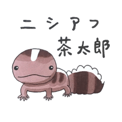 African fat-tailed gecko