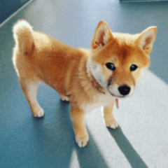 Shibainu puppy 3