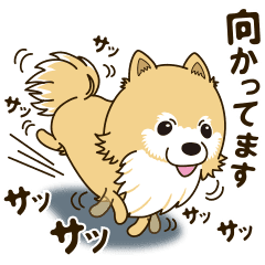 A sticker willingly. Pomeranian Act