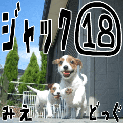 MIEDOG Jack Russell terrier sticker 18