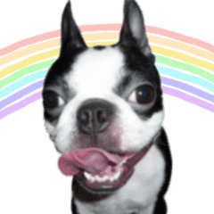 Picture of Boston terrier