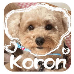 KOROKORO Koron