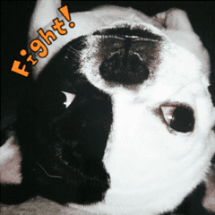 French bulldog Boo picture Sticker
