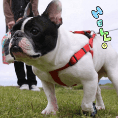 French bulldog Pino picture Sticker