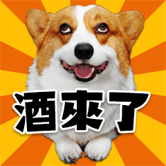 cute corgi is coming