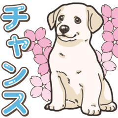 Wanko-biyori puppy Labrador retriever 5
