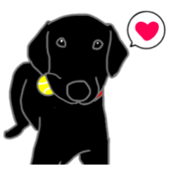 POLA the Black Labrador Retriever!