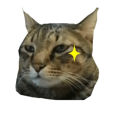 Meow General is a tabby