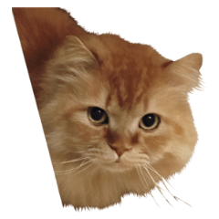 Cats Sticker8