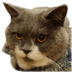 Neko's Ume-san Sticker