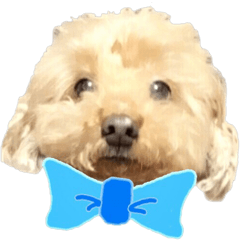 Poodle Sticker Choco 2