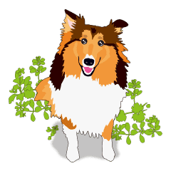 Vibrant Sheltie 2