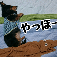 The feigned ignorance dachshund