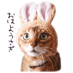 Mofumofu's of everyday