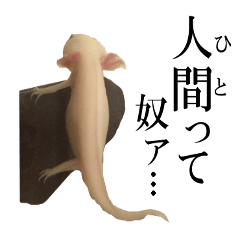 The Party of Various Animals