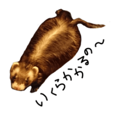 motepoyo ferret everyday life