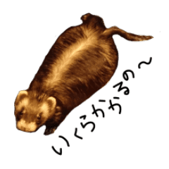 motepoyo ferret everyday life