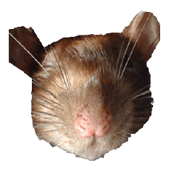 Facial rich mouse