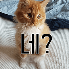 Nants ingonyama~ Simba