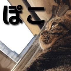 American Shorthair POKO
