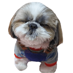 Shih tzu friend's sticker