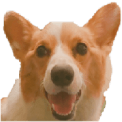 Corgi Laukey Chicken 2 - silly articles