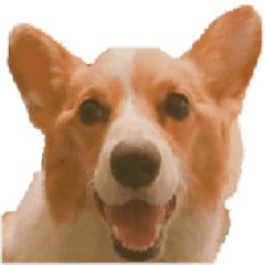 Corgi Laukey Chicken 2 - silly articles