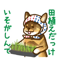 Niigata dialect speaking shibainu 3